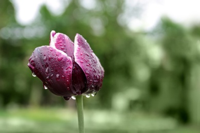 Beautiful tulip with rain drops in garden, closeup view