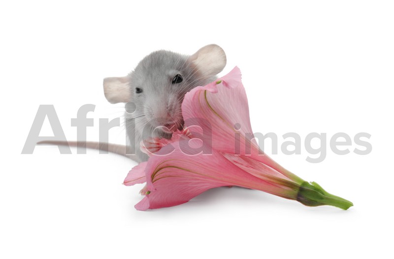 Photo of Small grey rat with flower on white background