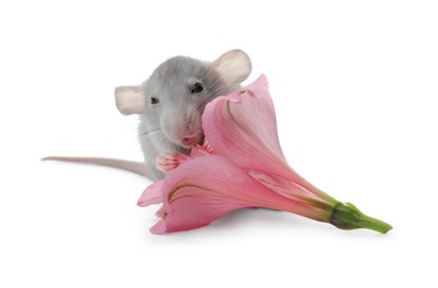 Photo of Small grey rat with flower on white background