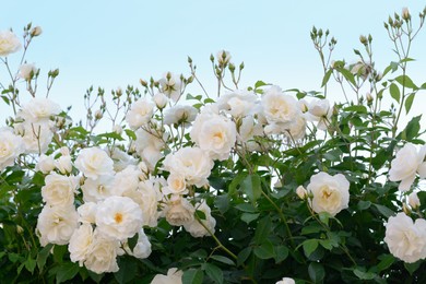 Photo of Beautiful blooming rose bush with white flowers outdoors