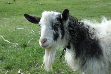 Photo of Beautiful black and white goat in green field