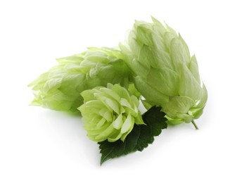 Photo of Fresh green hops with leaf on white background