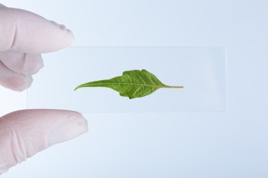 Scientist holding glass slide with leaf on white background, closeup