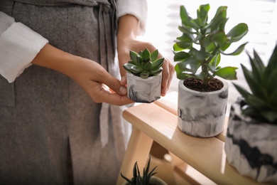 Woman with different beautiful succulents indoors, closeup