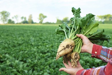 Man holding white beets in field, closeup. Space for text