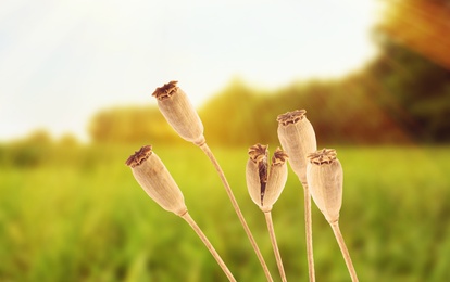 Image of Dry poppy heads with seeds in field on sunny day, closeup