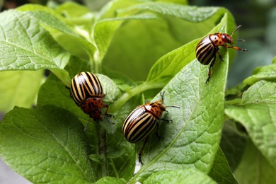 Colorado potato beetles on green plant outdoors, closeup