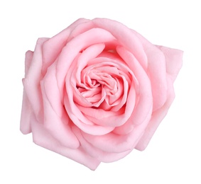 Blooming pink rose isolated on white. Beautiful flower