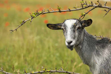 Cute grey goatling near branches in field. Animal husbandry