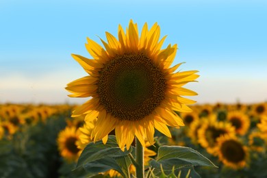 Photo of Beautiful blooming sunflower in field under sky on summer day