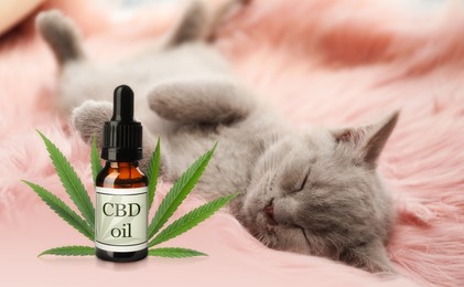 Bottle of CBD oil and cute cat sleeping on furry blanket