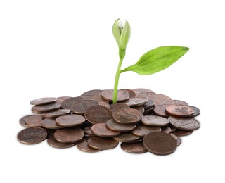 Pile of coins and green plant on white background. Successful investment
