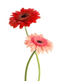 Beautiful red and pink gerbera flowers isolated on white