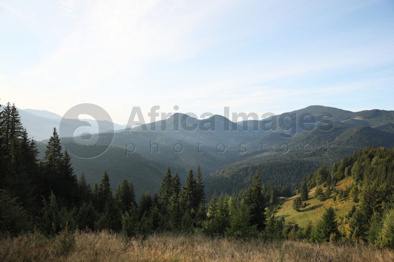 Photo of Picturesque view mountain landscape with forest on sunny day