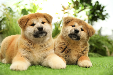 Cute Akita Inu puppies on green grass outdoors. Baby animals