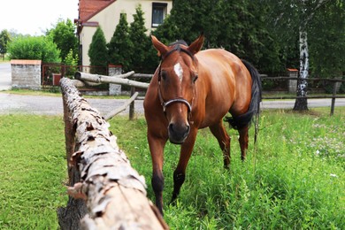 Photo of Beautiful horse in paddock near wooden fence outdoors