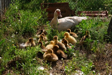 Cute fluffy ducklings with mother in farmyard