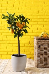 Idea for minimalist interior design. Small potted lemon tree, many fruits and wicker chest near bright yellow brick wall indoors