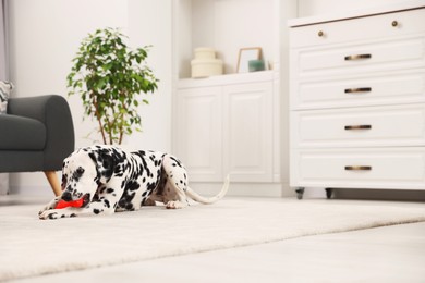 Photo of Adorable Dalmatian dog playing with toy indoors. Space for text