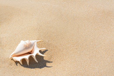 Photo of Sandy beach with beautiful seashell on sunny day, space for text