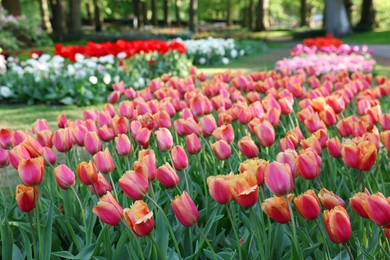 Many beautiful tulip flowers growing in park. Spring season