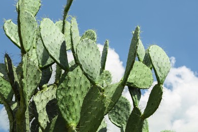 Beautiful prickly pear cactus growing against blue sky