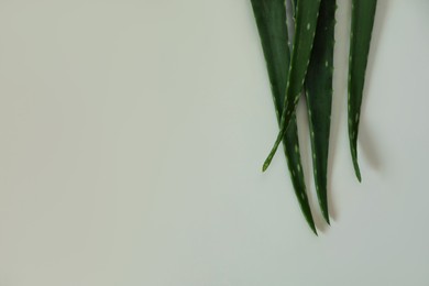 Green aloe vera leaves on light background, top view. Space for text