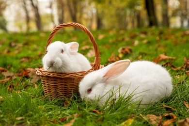 Photo of Two white cute rabbits on green grass in park