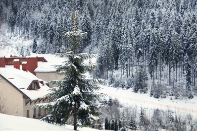 Beautiful snowy fir tree near building on winter day