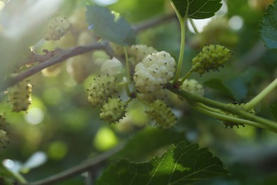Tree branch with unripe mulberries in sunlight, closeup