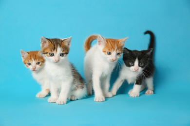 Cute little kittens on light blue background. Baby animals
