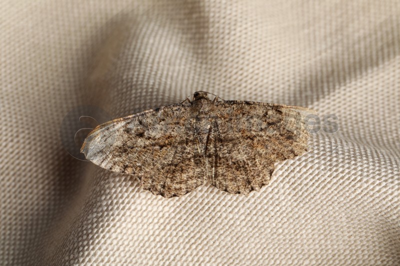 Photo of Single Alcis repandata moth on beige cloth, top view