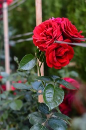 Bushes with beautiful red roses in garden on summer day