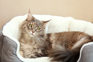 Photo of Adorable Maine Coon cat lying in pet bed at home