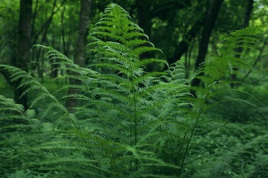 Photo of Beautiful fern with lush green leaves growing outdoors. Tropical plant