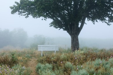 Empty wooden bench under tree in foggy field. Early morning landscape