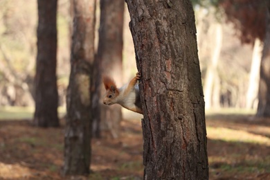 Cute red squirrel on tree in forest