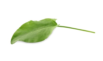 Fresh green single sorrel leaf isolated on white, above view