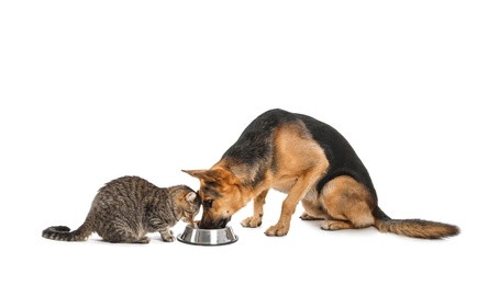 Adorable cat and dog sharing bowl of food on white background. Animal friendship
