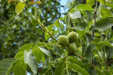 Green unripe walnuts on tree branch outdoors, bottom view