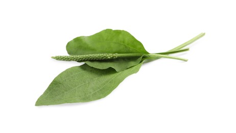 Green broadleaf plantain leaves and seeds on white background