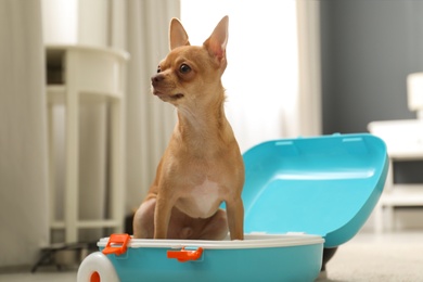 Cute Chihuahua dog in blue suitcase indoors. Pet friendly hotel