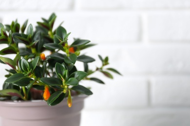 Photo of Beautiful potted Goldfish plant near white brick wall, closeup. Space for text
