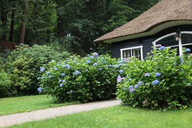 Photo of Beautiful blooming hydrangeas in front yard of lovely little cottage. Landscape design