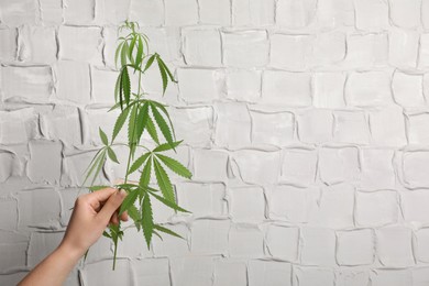 Woman holding hemp plant near white wall, closeup. Space for text