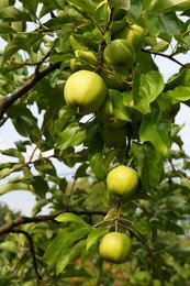 Green apples and leaves on tree branches in garden