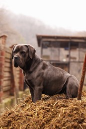 Photo of Adorable Cane Corso dog sitting on animal manure outdoors