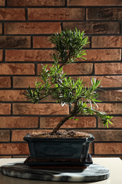 Japanese bonsai plant on table near brick wall. Creating zen atmosphere at home