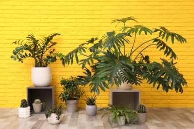 Different houseplants on floor near yellow brick wall. Interior design