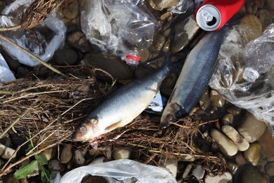 Dead fishes among trash near river, flat lay. Environmental pollution concept